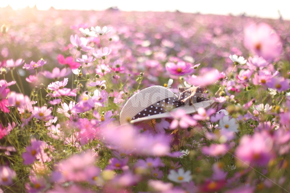 코스모스,리본모자,꽃밭,가을,blossom,plant,꽃잎,petal,식물,flower,꽃,정원,garden,야외