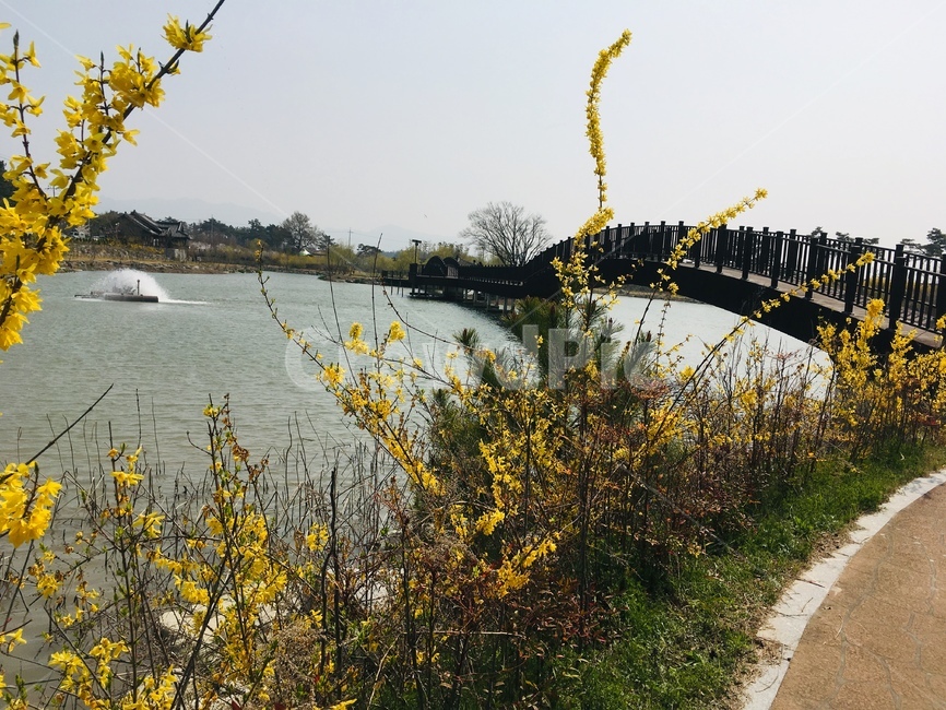 개나리,호수,봄,자연,다리,산책,나들이,벚꽃,계절