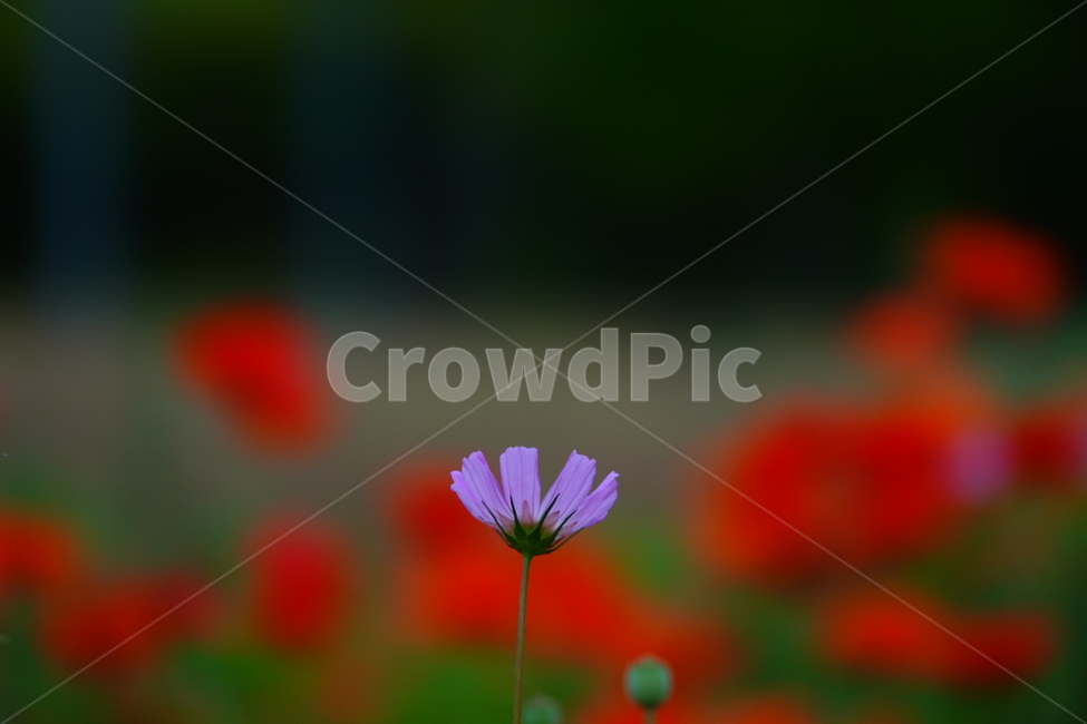 plant,식물,flower,꽃,양귀비,코스모스,꽃밭,공원