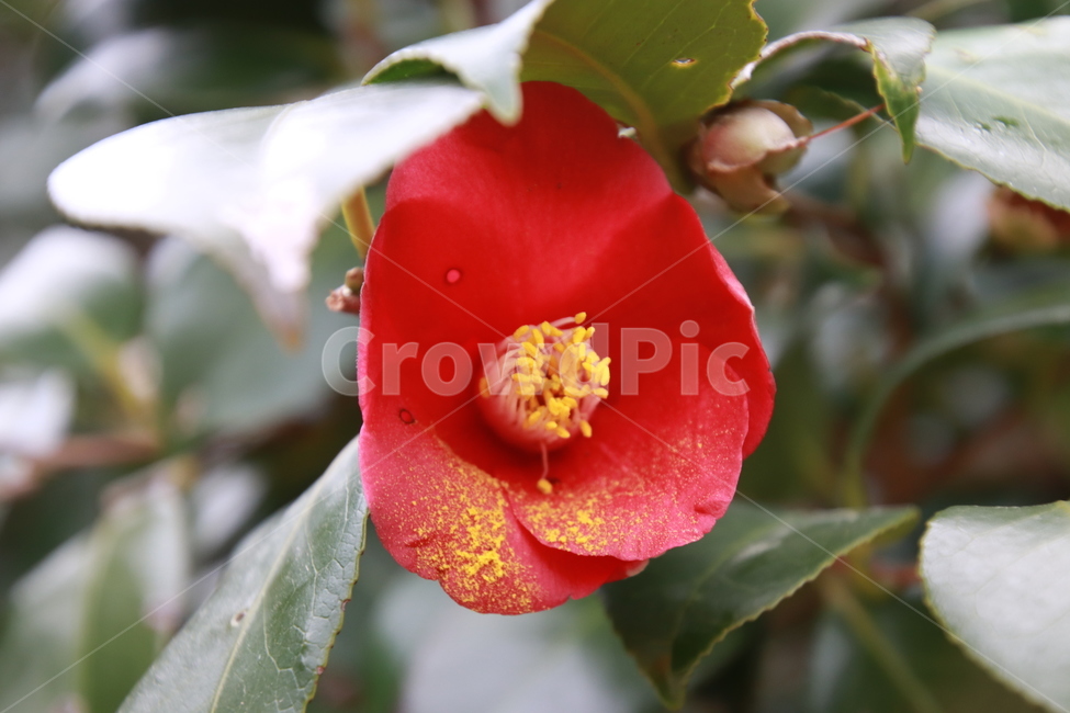 나무,꽃,겨울,봄,동백,식물,자연,plants,nature,꽃,flower