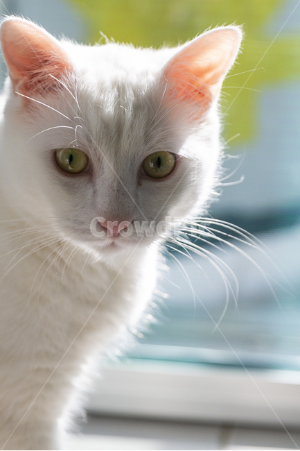 고양이,냥냥이,터앙,키티,도도냥이,동물,animal,포유류,mammal,고양이,cat,kitten,kitty