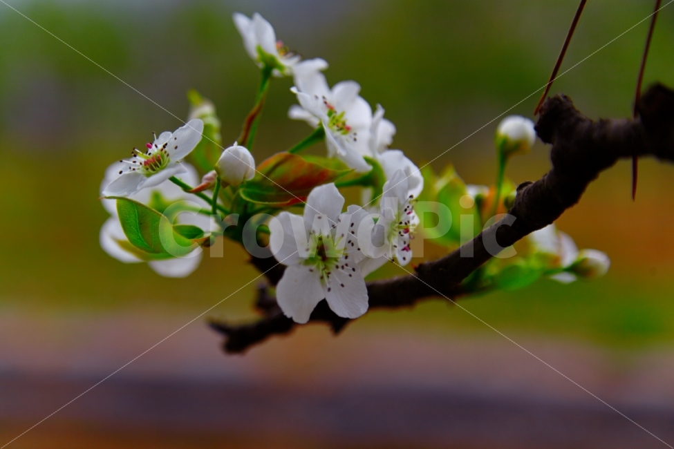 누끼,봄,꽃,향기,배,열매,수익,과일,식물,자연,plants,nature,봄,계절,spring,season,꽃,flower,plant