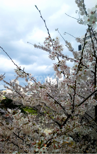 flower,꽃,blossom,벚꽃,봄,계절,나뭇가지,빌딩,건물,만개,벚나무,spring,season,tree