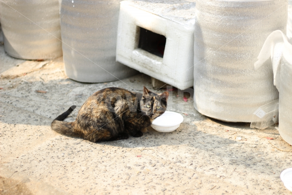 고양이,반려동물,유기묘,길냥이,애완동물,cat,pet,kitten,아기고양이,코숏,코리안숏헤어,동물,animal,캣맘,캣대디,동물,animal,고양이,cat,kitten,kitty,포유류,mammal
