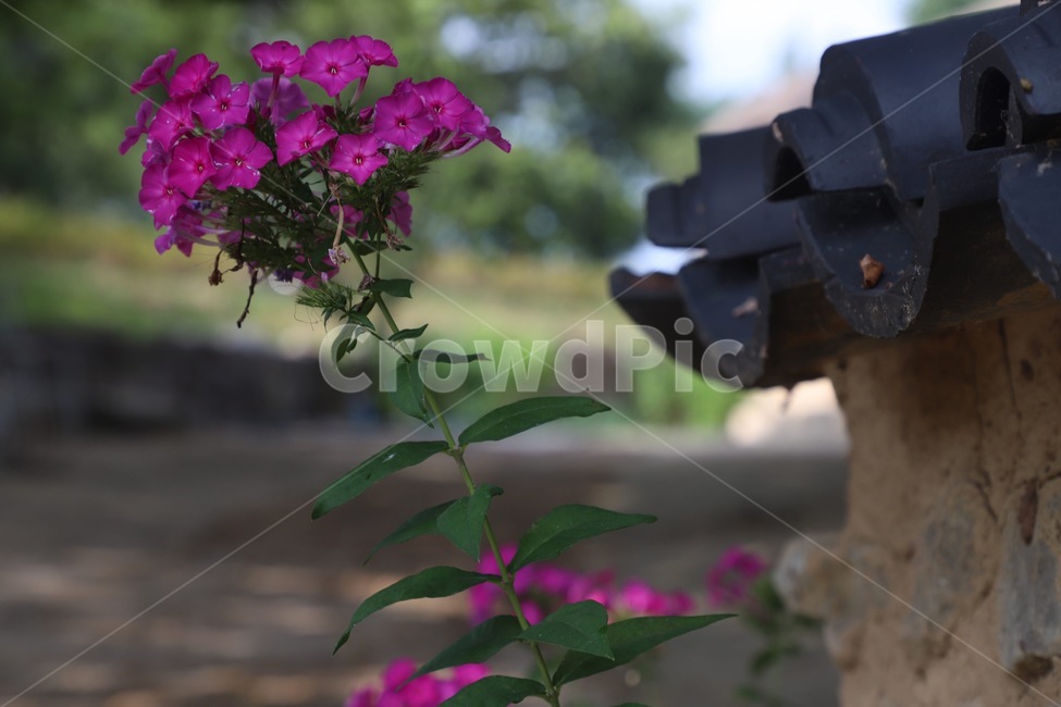 blossom,geranium,제라늄,꽃,flower,식물,plant,식물,자연,plants,nature,꽃,flower