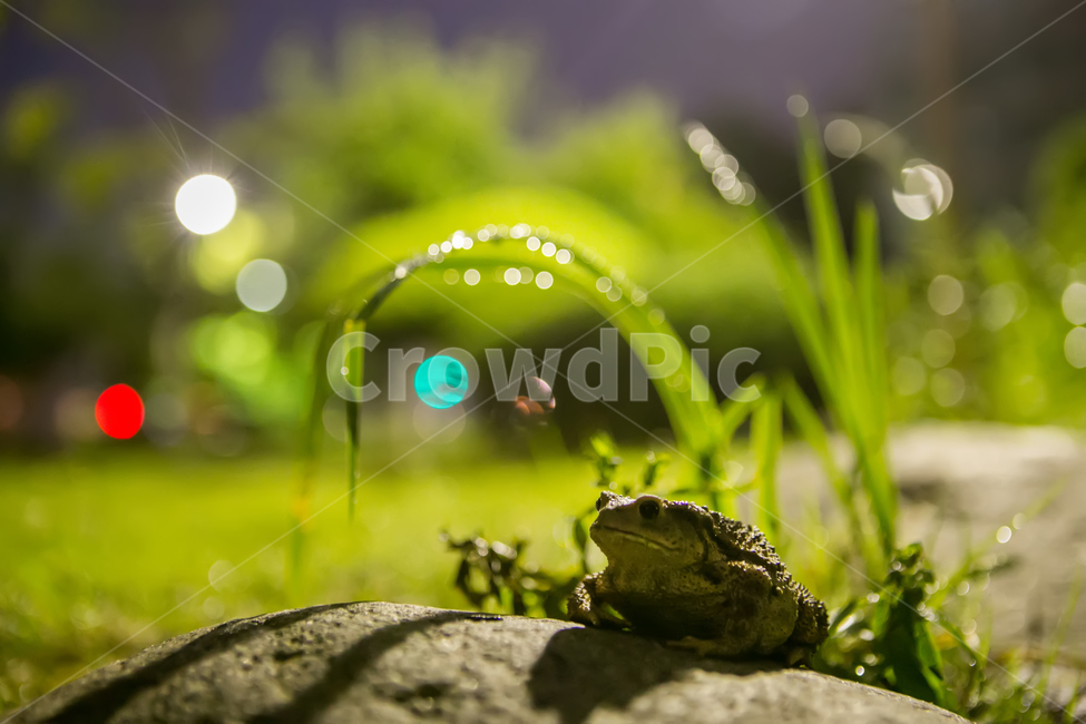 두꺼비,개구리,동물,개굴,초록,동물,animal,파충류,양서류,reptile,amphibian