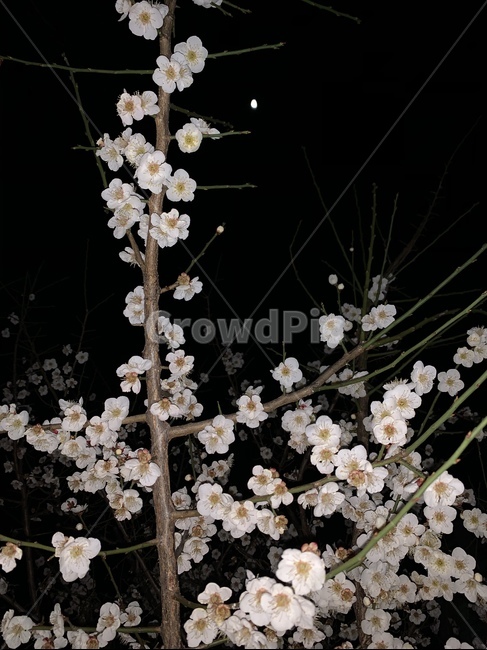 blossom,매화꽃,꽃,밤,매화,flower,식물,plant