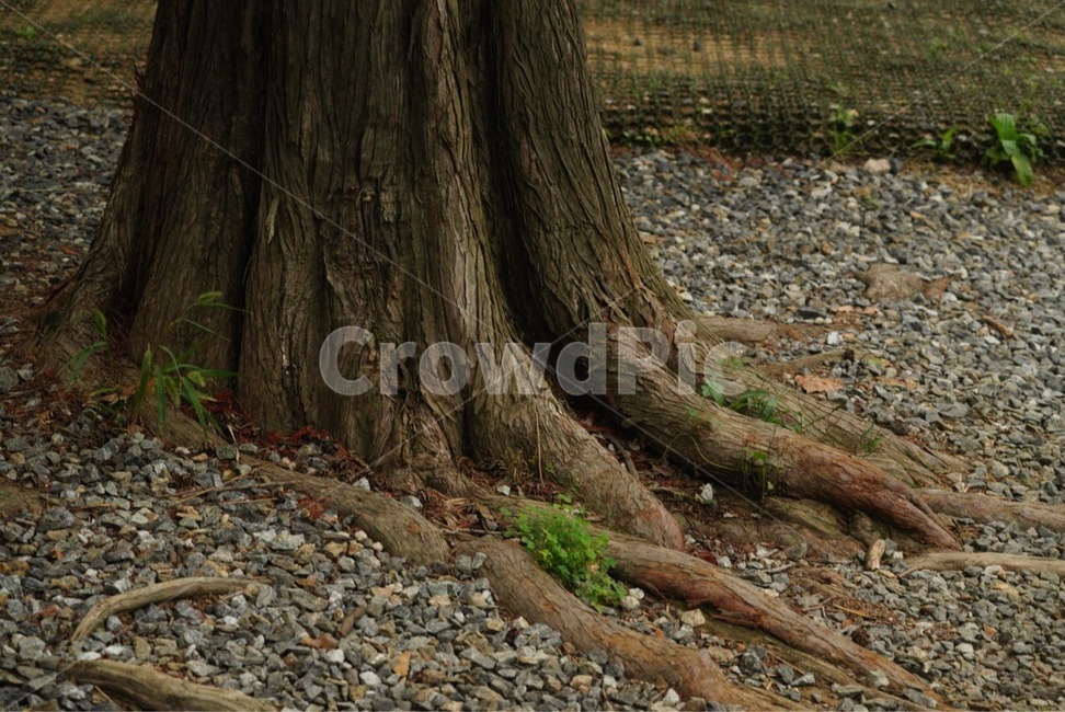 나무,뿌리,여름,계절,산책,tree,root,summer,season,나무,trees,wood