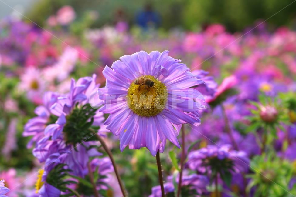 꽃,과꽃,국화과,식물,자연,취국,벽남국,추모란,벌,꿀벌,곤충,식물,자연,plants,nature,꽃,flower,동물,animal,곤충,벌레,insect,bug
