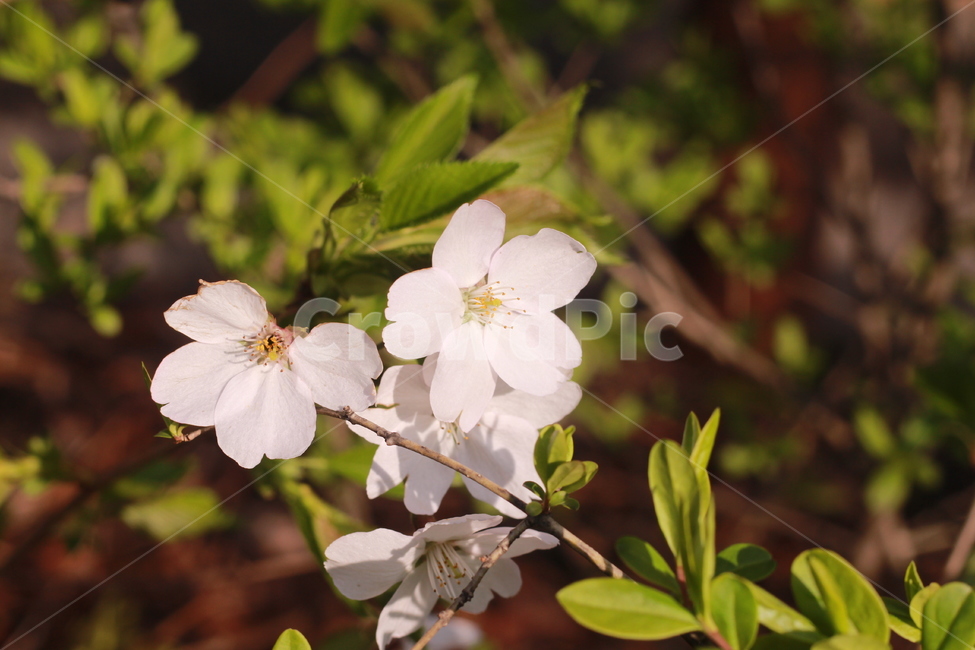 꽃,봄꽃,식물,flower,plants,봄,계절,spring,season,식물,자연,plants,nature,꽃,flower,plant,geranium,제라늄,blossom