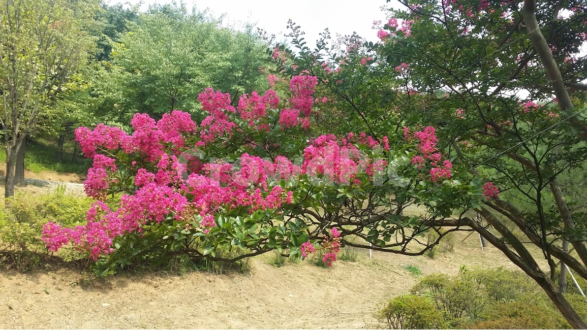 식물,풍경,배롱나무,봄,꽃,분홍,식물,자연,plants,nature,꽃,flower