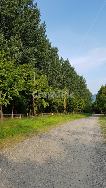 나무,산책길,자갈,울창한나무,미사리경기장,자연,풍경,nature,landscape