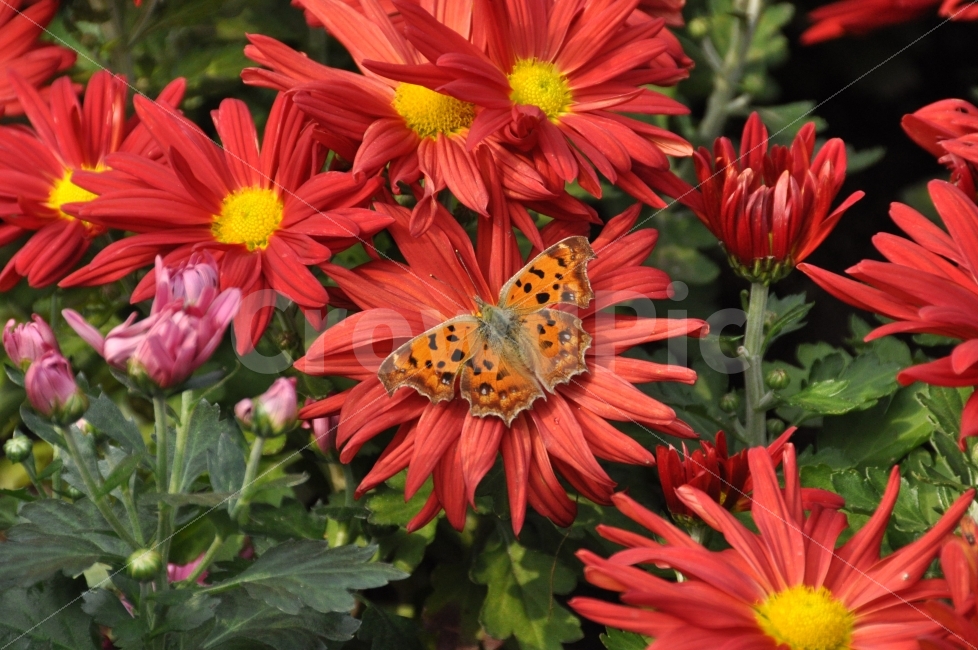 수목원,나비,꽃,아침고요,비행,바람,정착,자연,풀,식물,자연,plants,nature,꽃,flower,동물,animal,곤충,벌레,insect,bug
