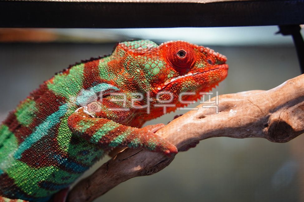 카멜레온,빨간색,초록색,클로즈업,파충류,색상,질감,피부,야생동물,보호색,도마뱀