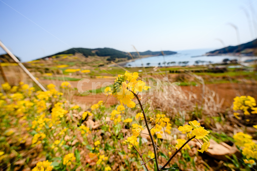 청산도,유채꽃,농촌,농업,경치,식물,자연,plants,nature,꽃,flower