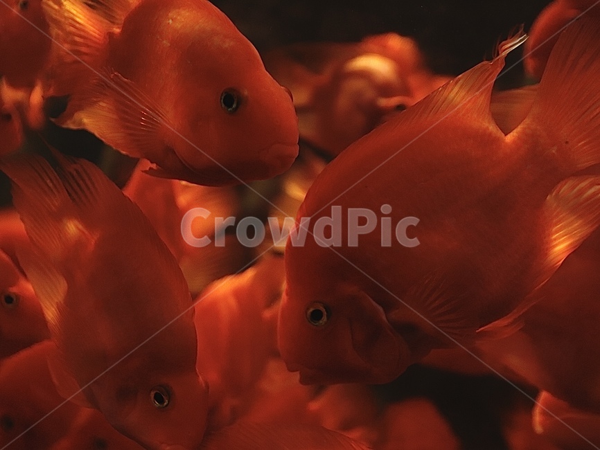 물고기,해양생물,fish,바다생물,금붕어,자연,어류,물고기,fish