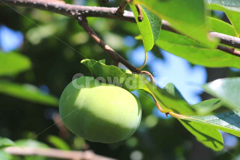 감,나무,감나무,식물,과일,열매,자연,식물,자연,plants,nature,과일,열매,fruit