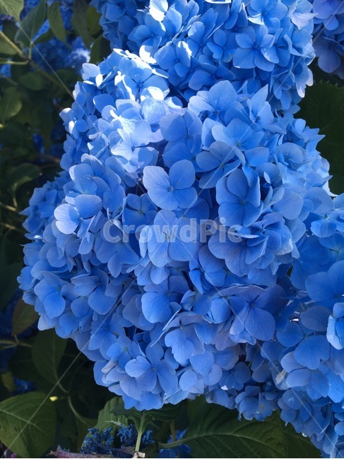 plant,식물,flower,꽃,수국