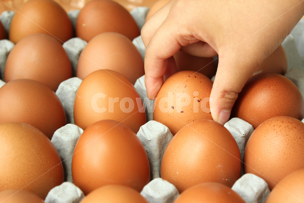 tray,Fresh,eggtray,egg,kid,Aison,children,protein,Food Ingredients,ingredients,Agriculture,cooking,diet,hand,eggs,egg carton,cook,food ingredients,cooking ingredients,food,meal,grocery,fresh,child