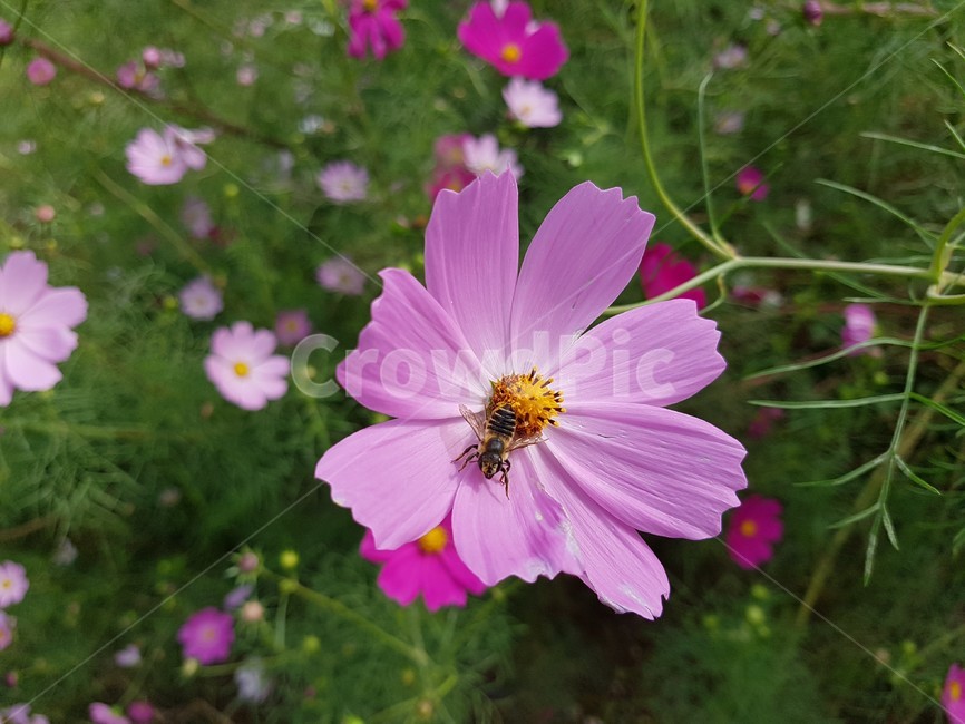 벌,bee,꿀벌,꽃,분홍색,flower,blossom,식물,자연,plants,nature,꽃,flower,곤충,벌레,insect,bug