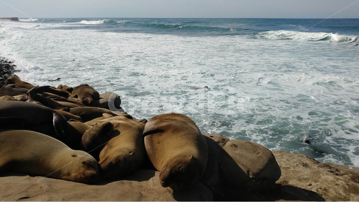 바다,파도,바다사자,동물,풍경,라호야,샌디에고,켈리포니아,seascape,wave,sealion,animal,LaJolla,SanDiego,California,동물,animal,포유류,mammal