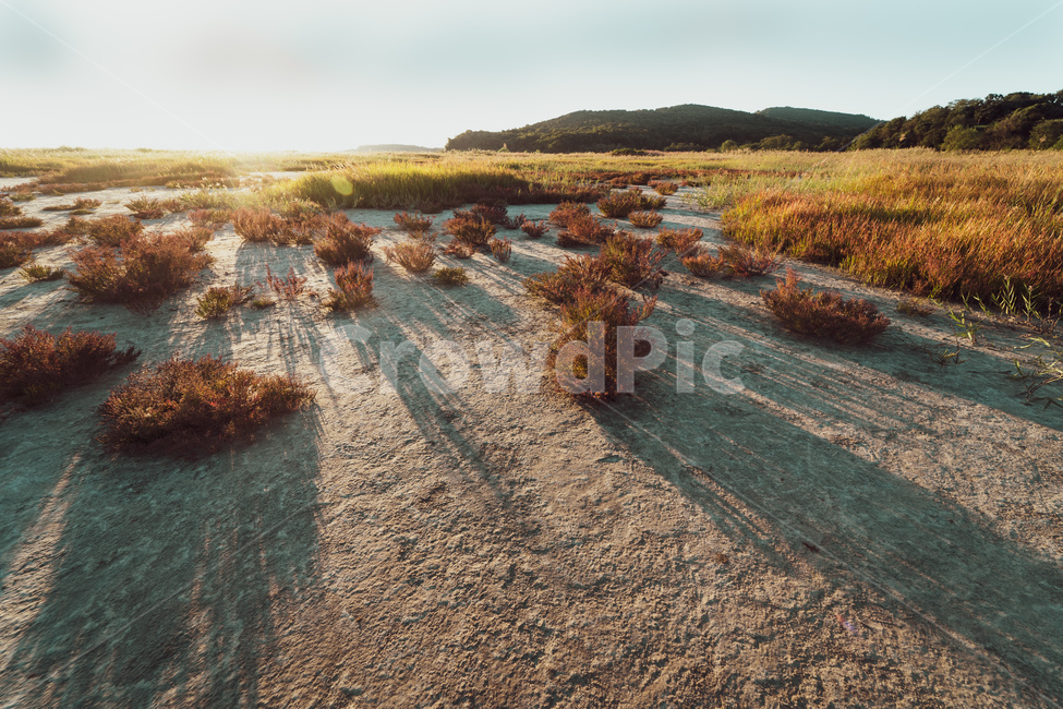 수섬,일출,자연,식물,화성,자연,풍경,nature,landscape,ground,바닥,land,땅,outdoors,옥외,road,도로,gravel,자갈,dirt road,흙길