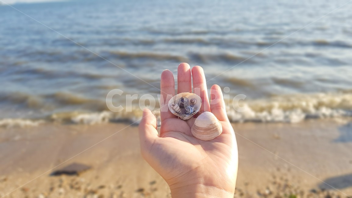 바다,조개,배경,파도,손,human,해변