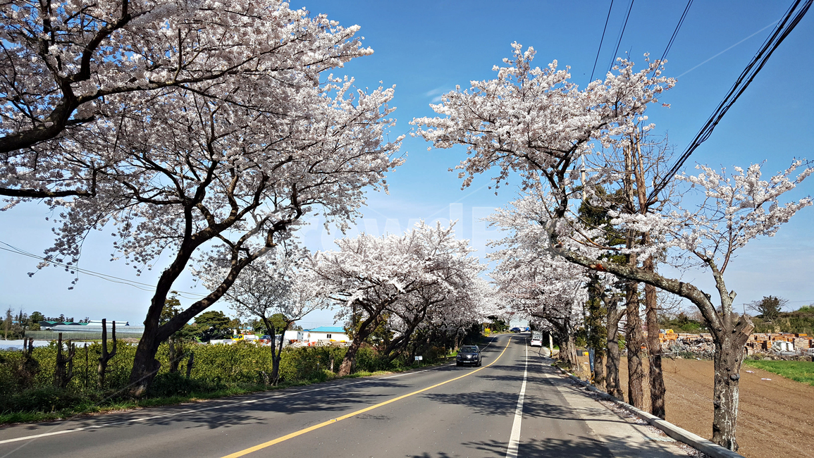 벚꽃,꽃,flower,식물,blossom,plant