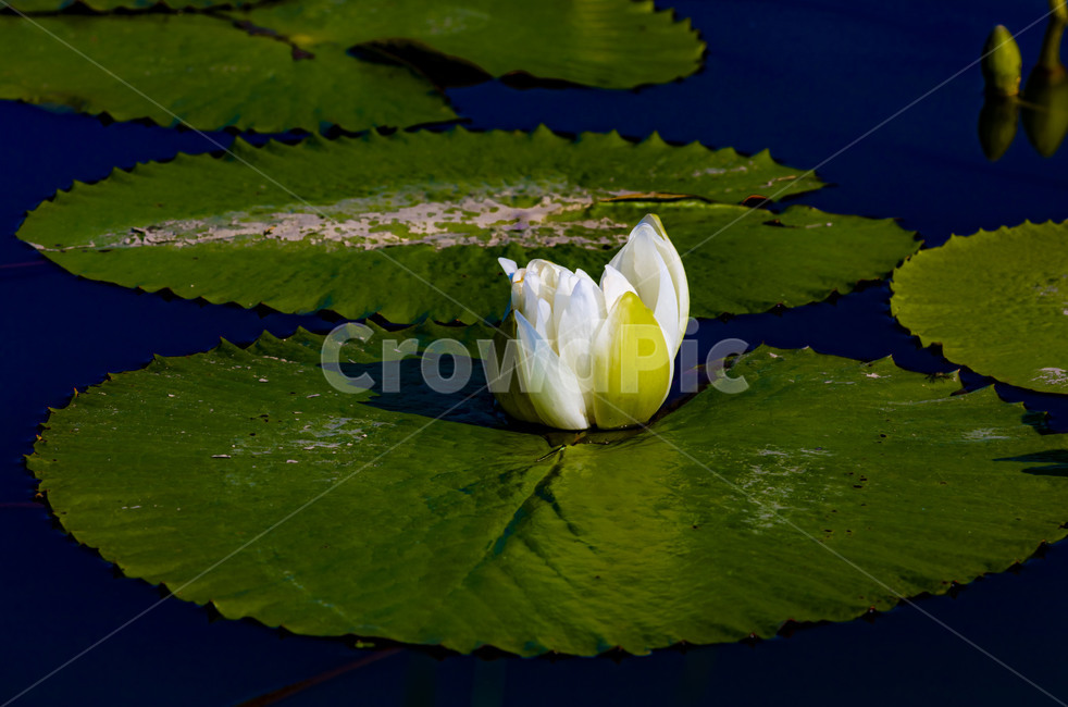 수련,연꽃,연,수상식물,습지,연못,반영,식물,에이트런스,청순,부엽식물,flower,식물,자연,plants,nature,꽃,flower