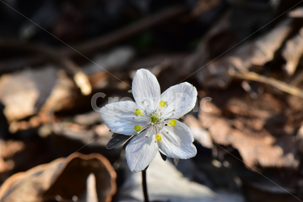 변산바람꽃,야생화,봄,꽃,흰색,자연,식물,식생,봄의전령사,풀꽃,미나리아재비과,식물,자연,plants,nature,꽃,flower