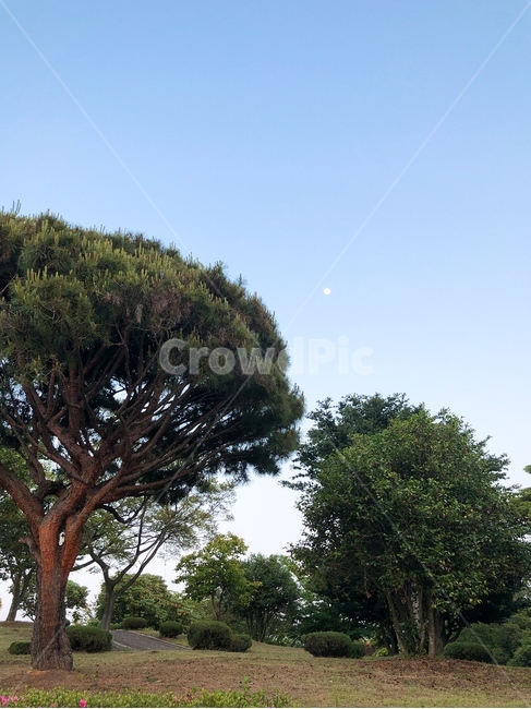 자연,풍경,초저녁,달,배경,나무,nature,야외,공원