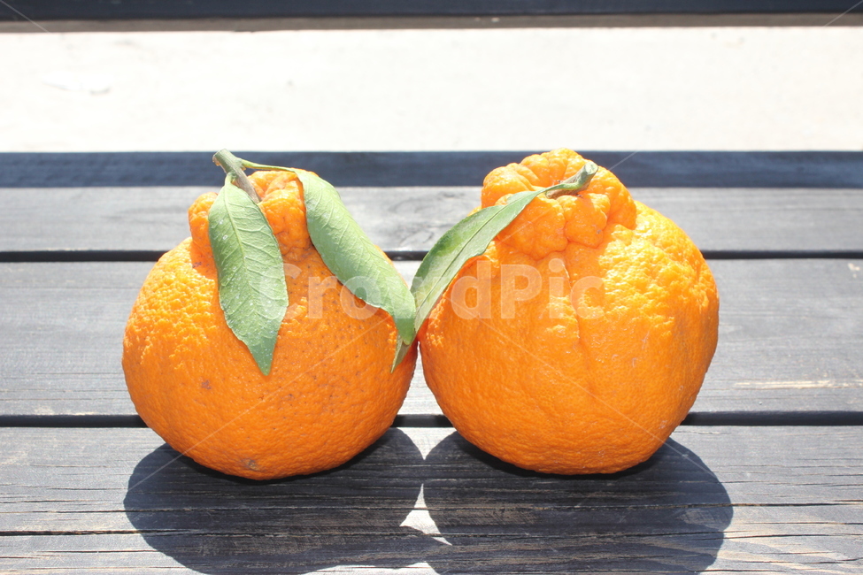 과일,한라봉,orange,주황색,fruit