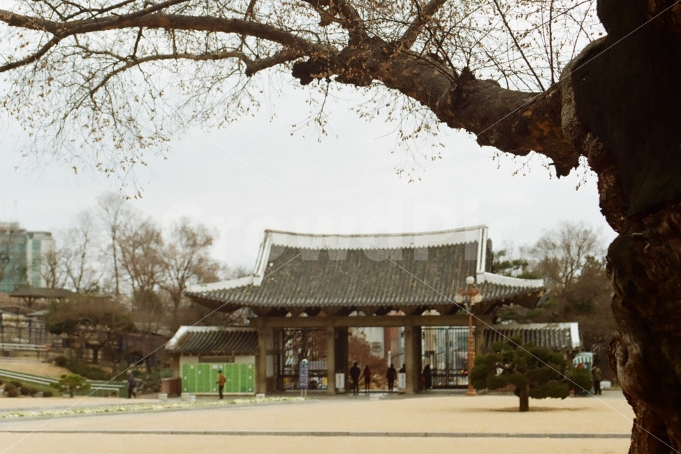 달성공원,대구달성공원,공원,필름사진,겨울,겨울,계절,winter,season,한국전통,한국문화,korean traditional,korean culture,감성,sensible,feeling