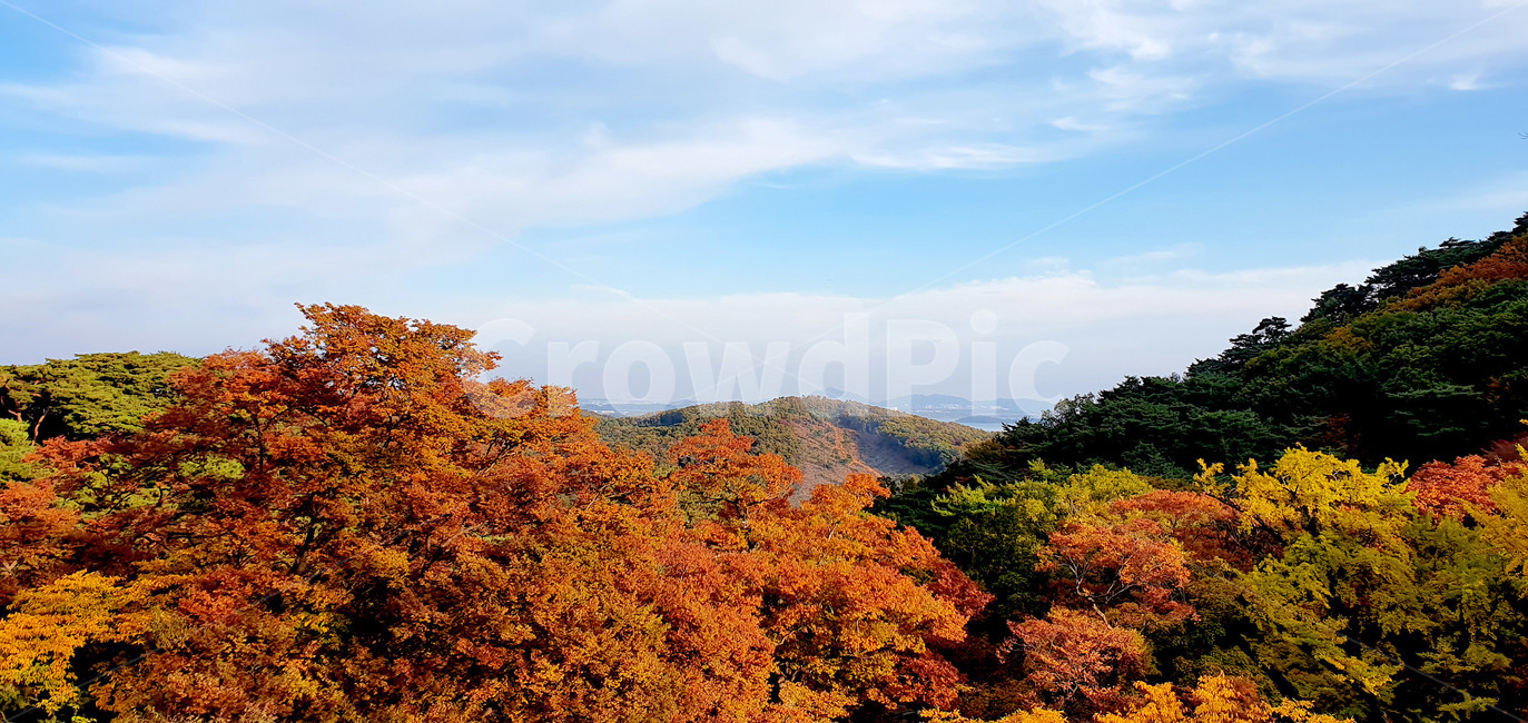 nature,자연,tree,나무,plant,식물,단풍,가을단풍,가을산,산,가을,가을,계절,fall,autumn,season,자연,풍경,nature,landscape,outdoors,옥외