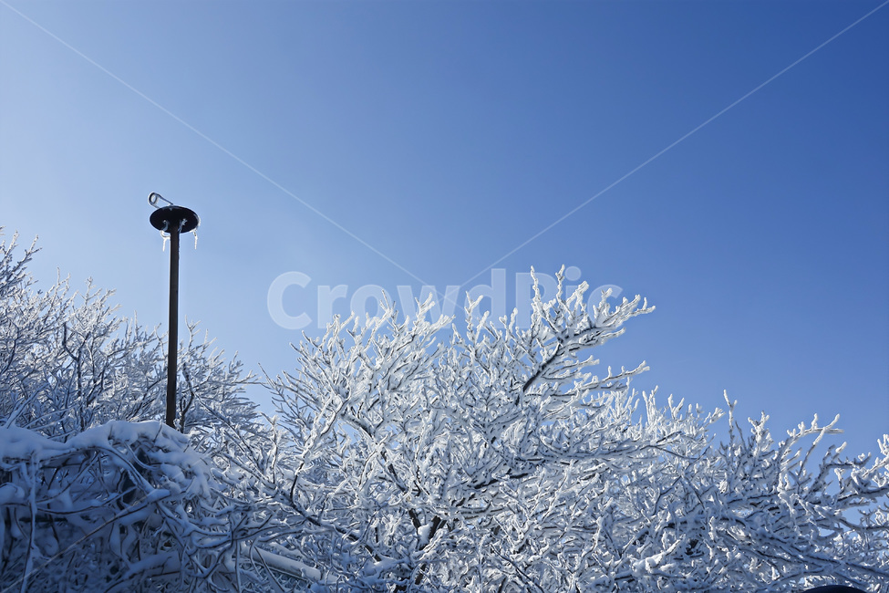 눈,눈꽃,설경,겨울,자연,snow,겨울,계절,winter,season