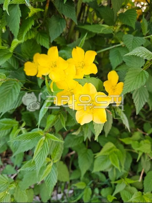 노란꽃,꽃,자연,식물,노랑꽃,초록색,노란색,황매화,황매화꽃