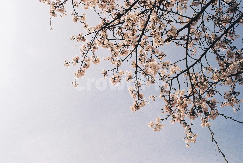 하늘,벛꽃,꽃,sky,cherryblossoms