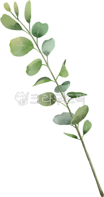 green,leaves,eucalyptus,plant,leaf,Watercolor,Herb