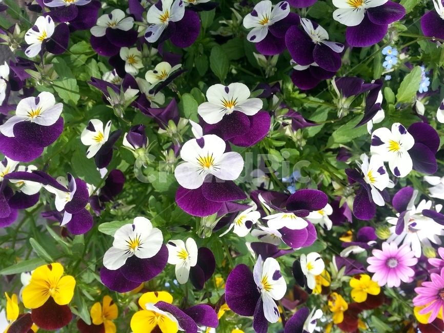 꽃,봄,원예,아름다움,식물,flower,bloom,floral,beautiful,plant,식물,자연,plants,nature,꽃,flower