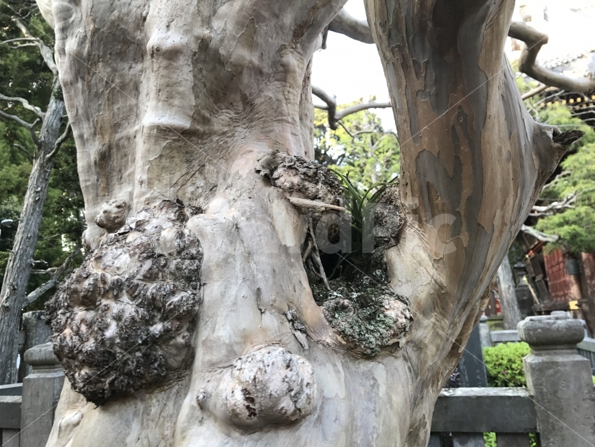 자연,감성,풍경,제주,원본,식물,자연,plants,nature