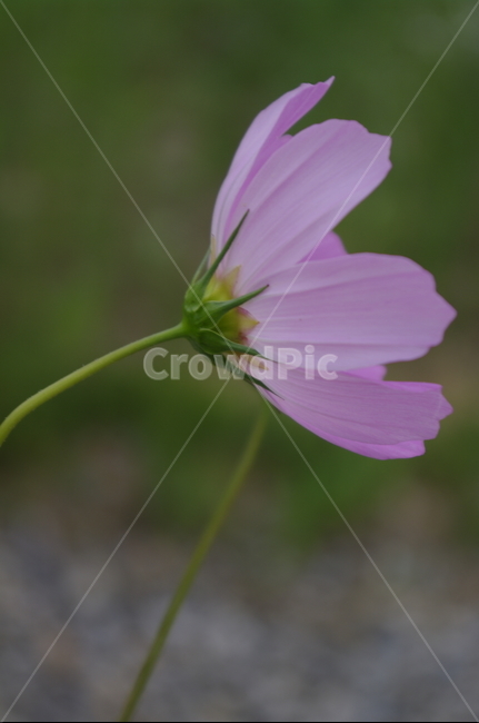 코스모스,꽃,flower,식물,plant,자연,nature