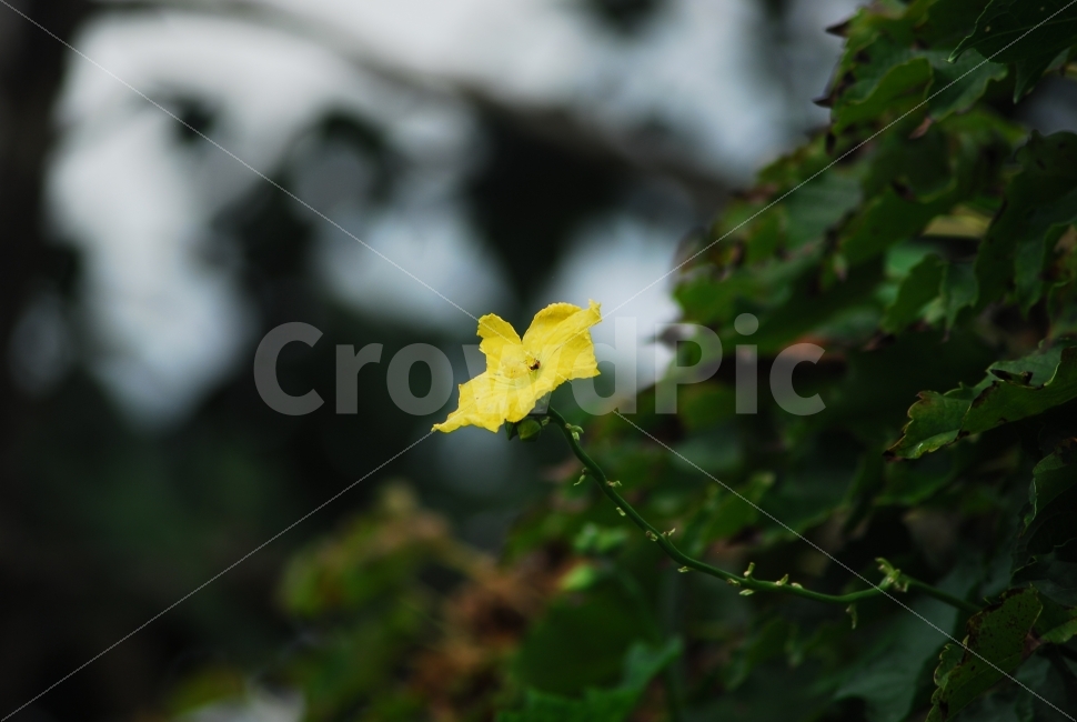 박꽃,돌담장,박넝쿨,박,시골,옛날,식물,자연,plants,nature,꽃,flower