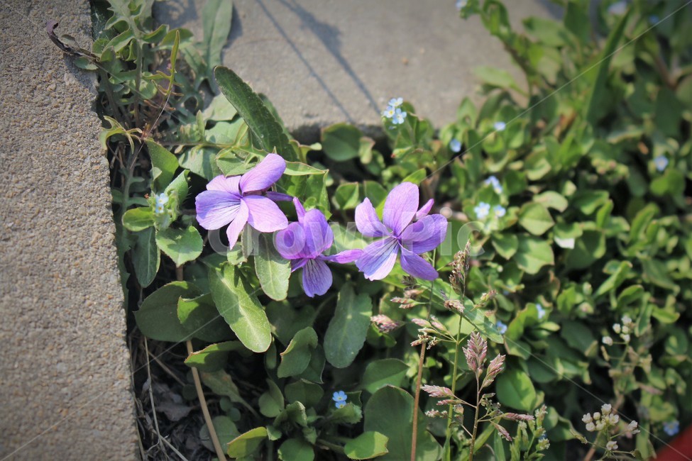 제비꽃,꽃,flower,보라색꽃,풀,자연,식물,자연,plants,nature,꽃,flower