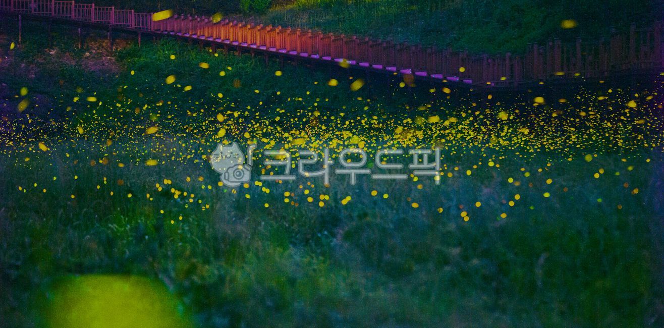 자연,반딧불이,무주,풀,들판