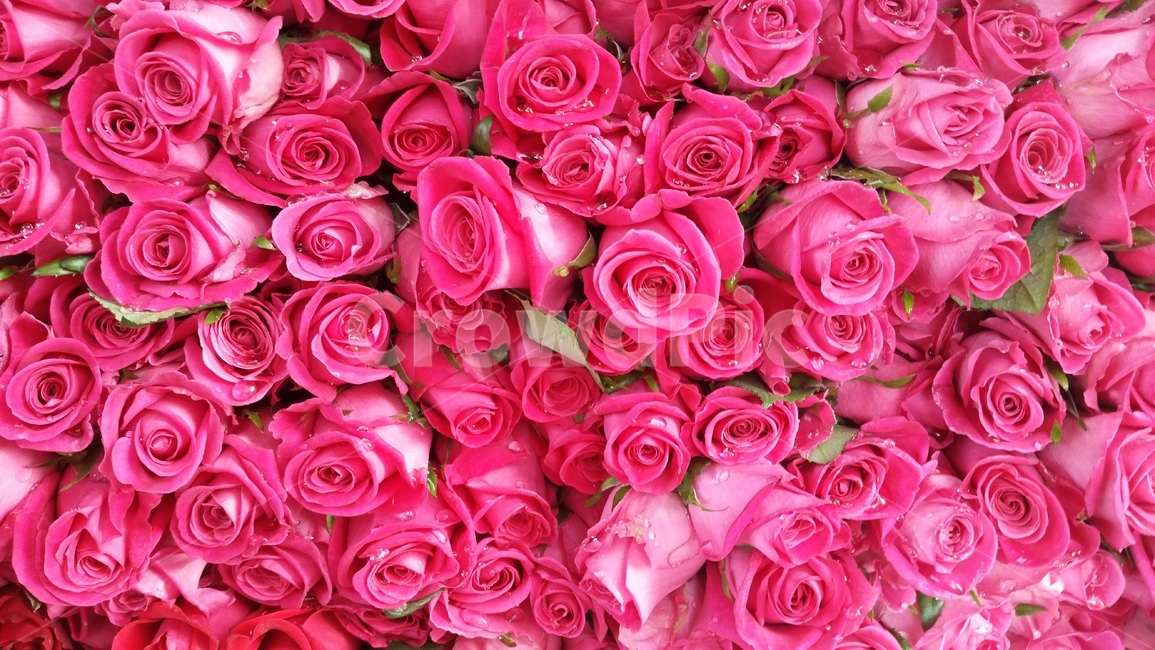 꽃,선물,감성,장미,봄날,꽃,flower