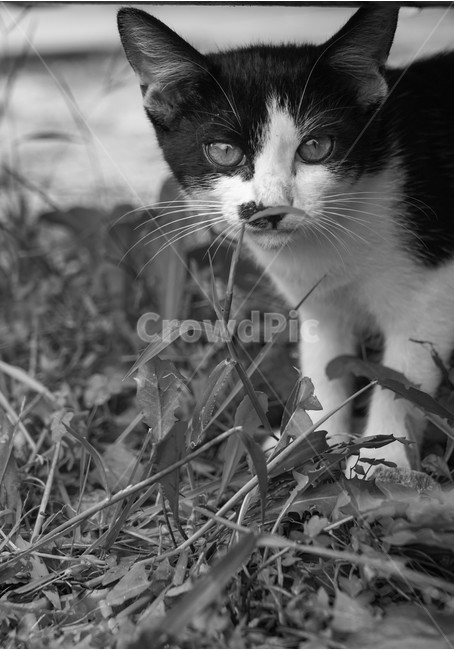 들고양이,고양이,야생,호기심,눈,경계,동물,animal,포유류,mammal,고양이,cat,kitten,kitty,흑백,모노톤,monochrome,black and white