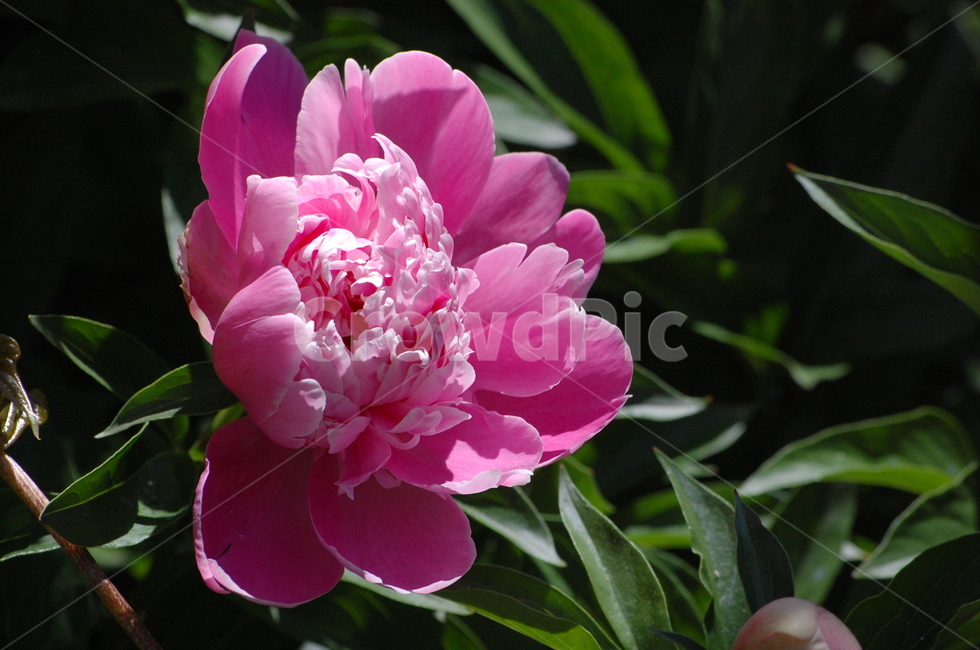 작약,한송이,꽃,꽃송이,분홍,핑크,근접,식물,자연,plants,nature,꽃,flower