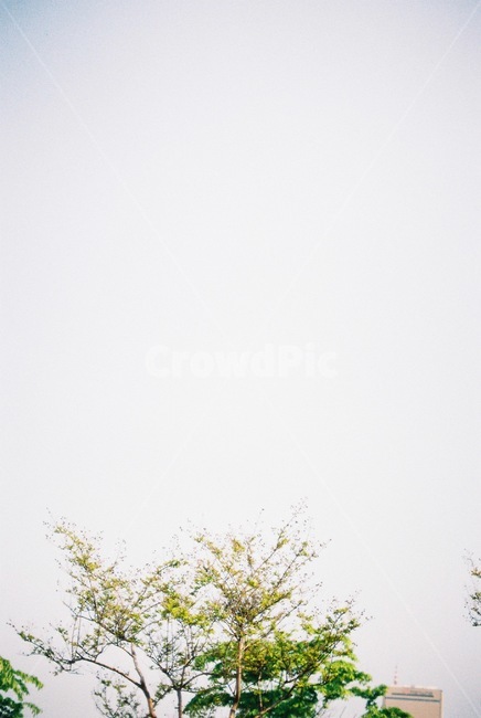 소풍,나뭇잎,나뭇가지,하늘,필름,필름사진,picnic,film,tree