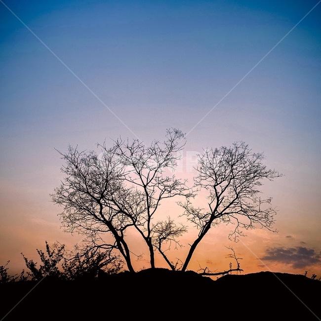 석양,나무,오후,어두움,비네팅,자연,풍경,nature,landscape,실루엣,그림자,silhouette,shadow,outdoors,옥외,sky,하늘