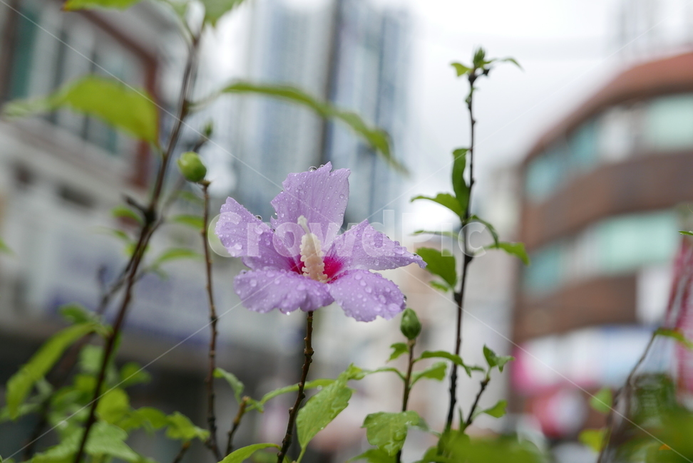 꽃,무궁화,식물,대한민국,plants,nature,flower